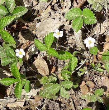 Erdbeere, Wald-, Blätter, geschnitten (100g) – Bild 3