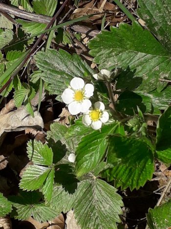 Erdbeere, Wald-, Blätter, geschnitten (100g) – Bild 4