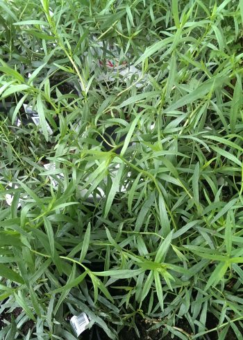 Estragon, Blätter, geschnitten (50g) – Bild 2