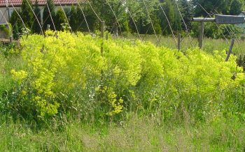 Färberwaid, Kraut, geschnitten (100g) – Bild 2