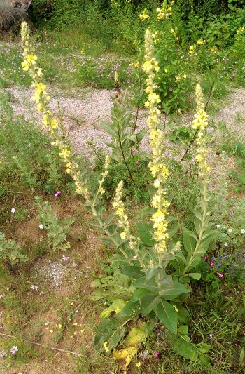 Königskerze, Blüten, ganz (50g) – Bild 2