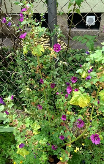 Malve - Stockrose Blüten, ganz (100g) – Bild 2