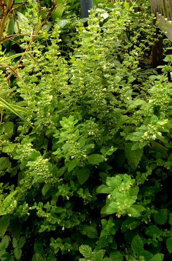 Melisse, Blätter, geschnitten (100g) – Bild 2