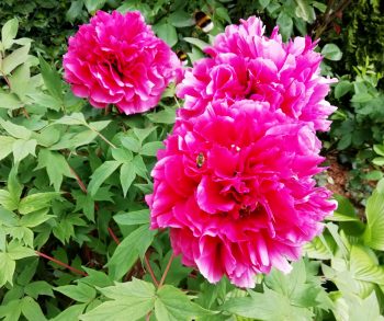 Pfingstrose, Blüten, ganz (100g) – Bild 2