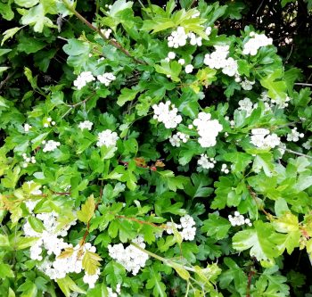 Weißdorn, Blätter & Blüten, geschnitten (100g) – Bild 3