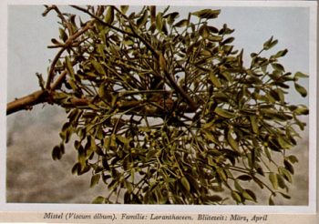 Mistel, Kraut, geschnitten (50g) – Bild 2