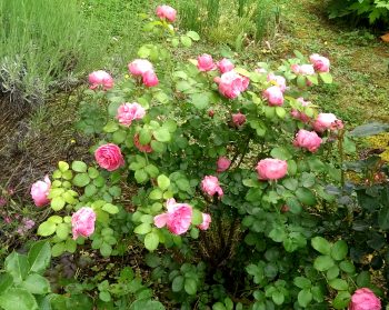 Rose, Blüten, ganz (50g) – Bild 2