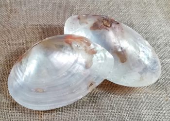 Räuchermuschel