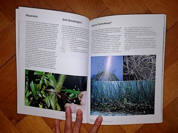 Gro, Vibe "Lebende Weidengeflechte im Garten" – Bild 2