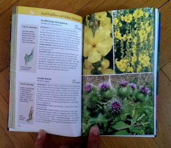 Beiser "Essbare Wildkräuter und Wildbeeren für unterwegs" – Bild 3
