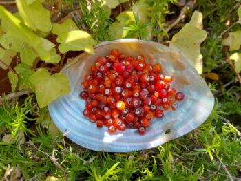Glas, Scheibchen, orange-rot