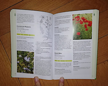 Gardón/Baer "Essbare Wildpflanzen" – Bild 4