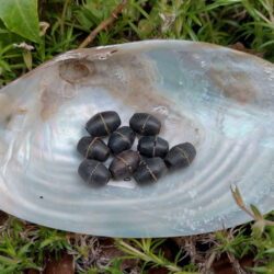 Knochen, Walzenperle, schwarz